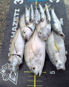 ロウニンアジの釣果