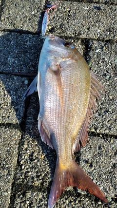 マダイの釣果