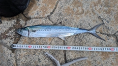サゴシの釣果