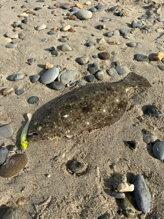 ヒラメの釣果