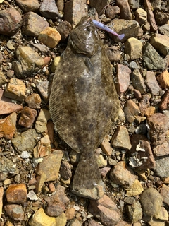 ヒラメの釣果