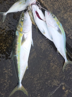 フクラギの釣果