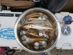 シロギスの釣果