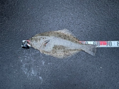 ヒラメの釣果