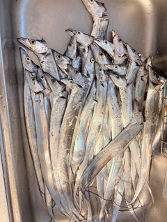 タチウオの釣果