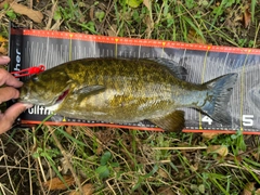 スモールマウスバスの釣果