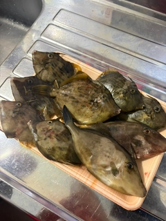カワハギの釣果