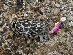 コウイカの釣果