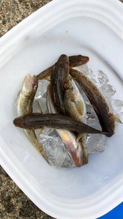 ハゼの釣果