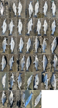 ヒラスズキの釣果