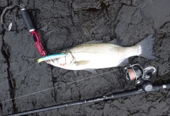 ヒラスズキの釣果