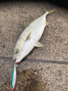 フクラギの釣果