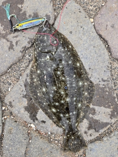 ソゲの釣果