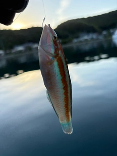 ベラの釣果