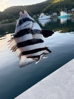 サンバソウの釣果