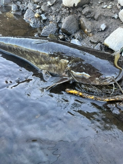 釣果