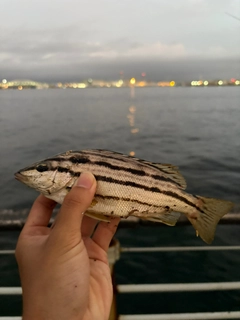 シマイサキの釣果
