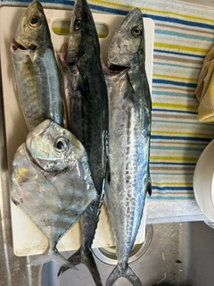 サゴシの釣果