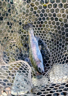 トラウトの釣果