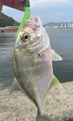 メッキの釣果