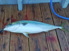 ワラサの釣果