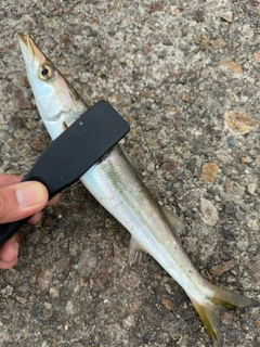カマスの釣果