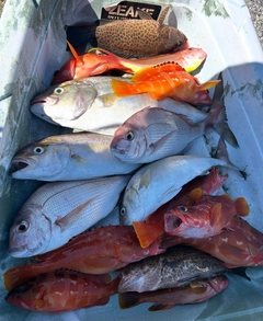 アカハタの釣果