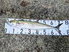 サワラの釣果