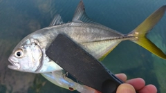 メッキの釣果