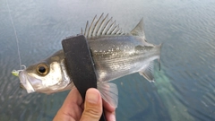 セイゴ（ヒラスズキ）の釣果
