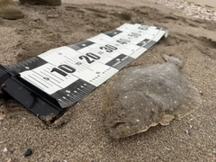ヒラメの釣果