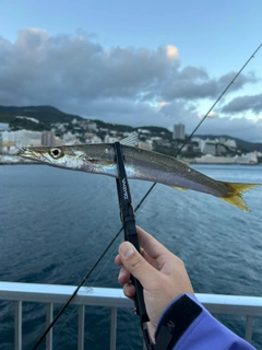 カマスの釣果