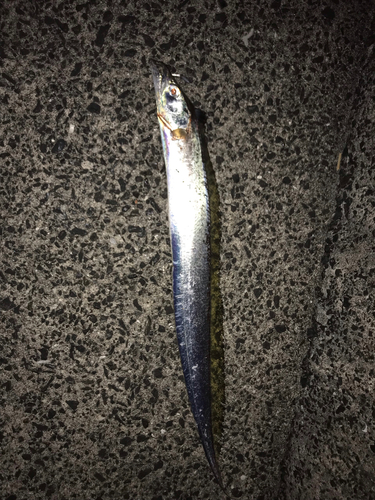 タチウオの釣果