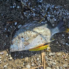 キビレの釣果