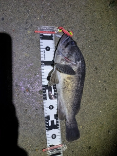 クロソイの釣果