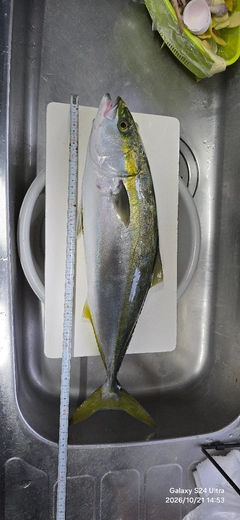 イナダの釣果