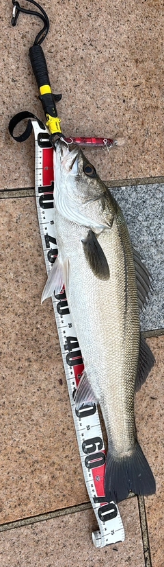 スズキの釣果