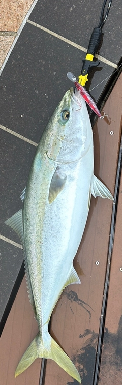 ブリの釣果