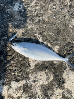 イケカツオの釣果
