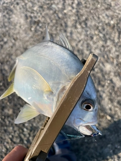 メッキの釣果