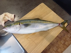 ワラサの釣果