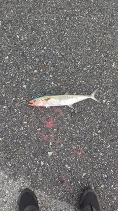 サゴシの釣果