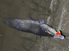 マナマズの釣果