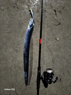 タチウオの釣果