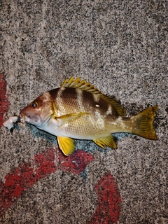 シブダイの釣果