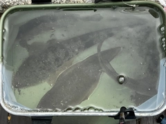 マゴチの釣果
