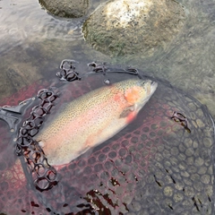 ニジマスの釣果