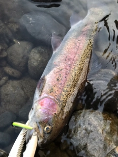 ニジマスの釣果