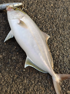 カンパチの釣果