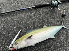サゴシの釣果